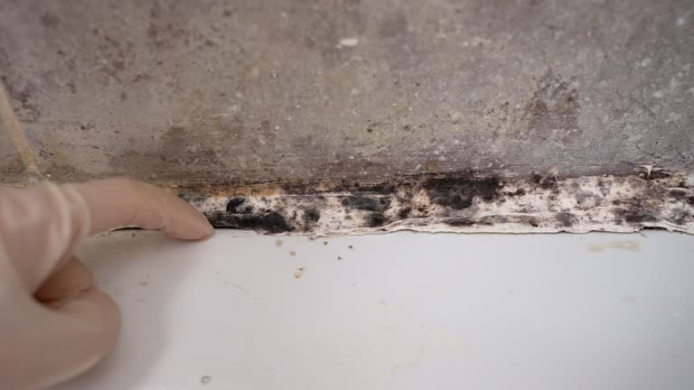 Professional Mold Inspection, Removal & Remediation in St Simons, GA